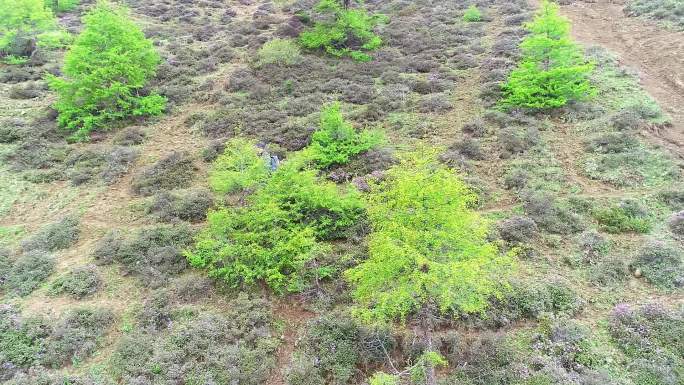 航拍驴友爬山森林护林勘探3