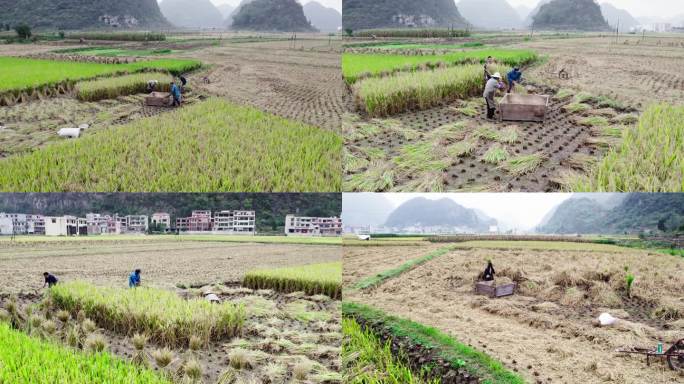 4k航拍 农民人工收割水稻