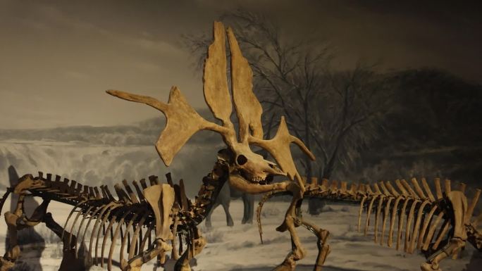 哺乳动物化石骨架 挖掘 动物骸骨
