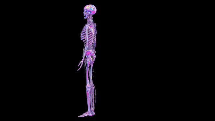 赛博朋克元宇宙人体骨骼透明通道素材