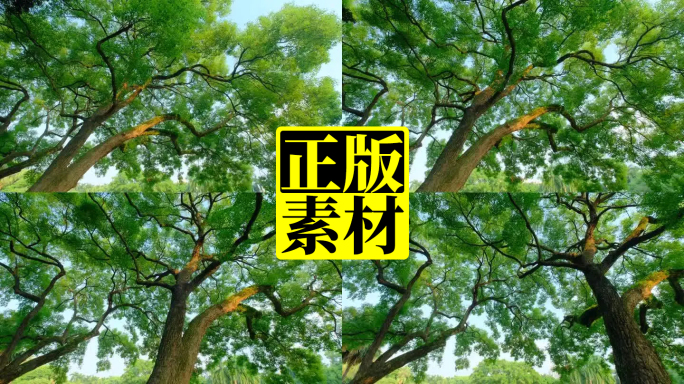 大树下 仰视 仰拍 树荫 树枝 香樟树
