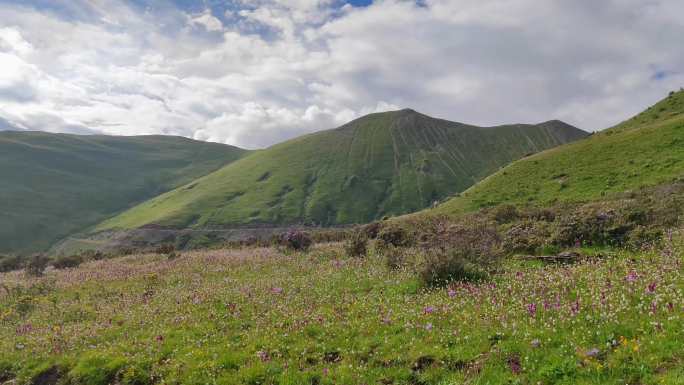 四川阿坝雅克夏雪山高山花海