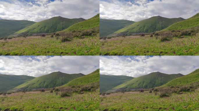 四川阿坝雅克夏雪山高山花海