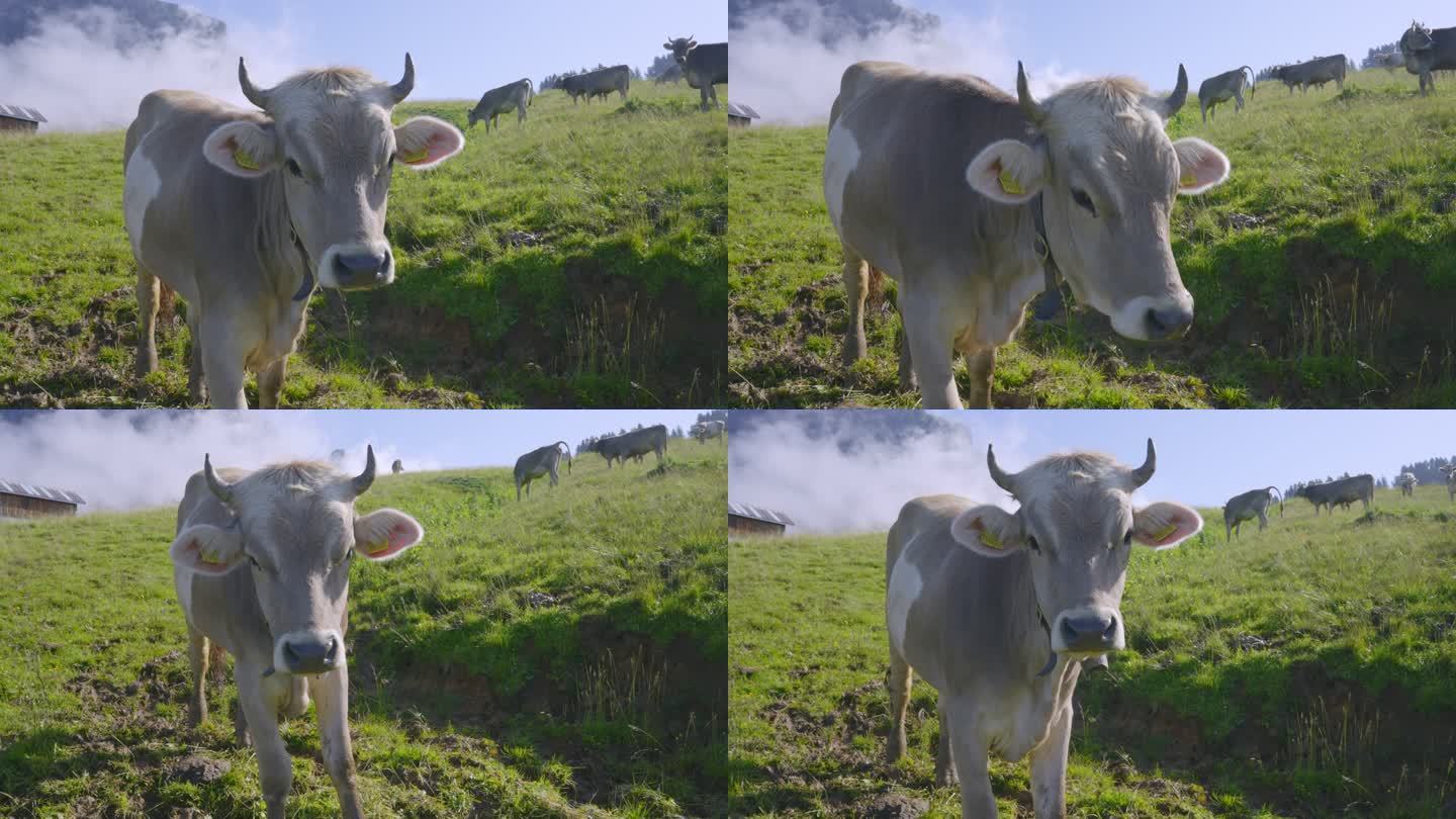 山上好奇的奶牛慢动作
