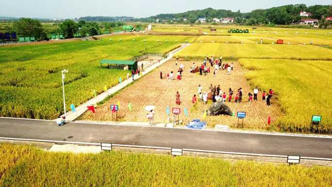 袁隆平稻作公园4K航拍小学生体验水稻收割