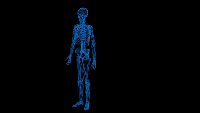 蓝色科技线条人体骨骼透明通道素材