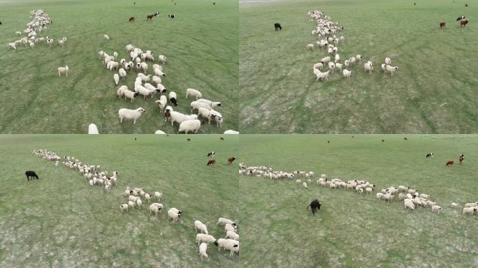 排长队的羊群