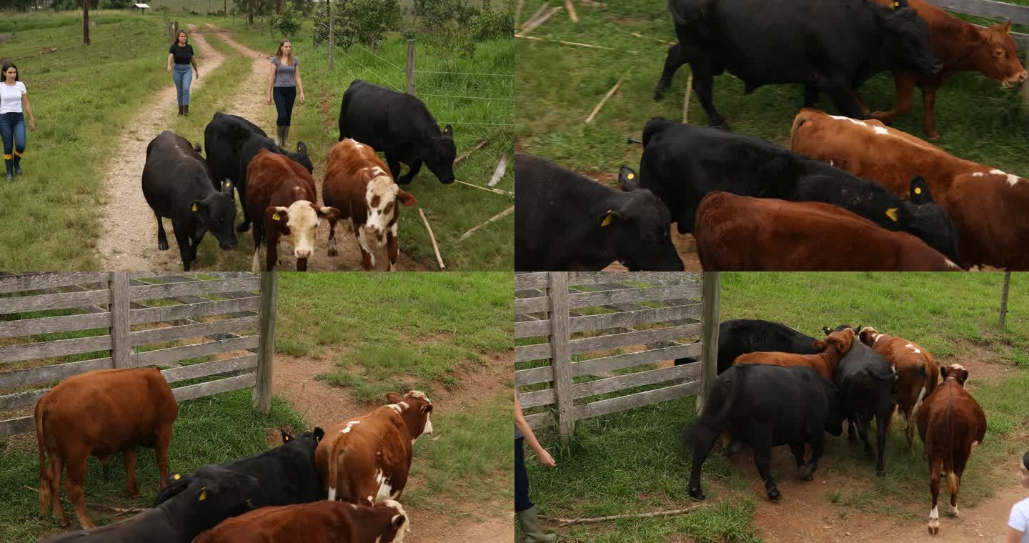 一群赶牛的妇女牛群放牛黄牛