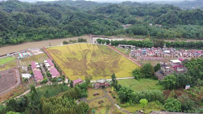 眉山市洪雅县稻香湾稻田艺术航拍视频素材