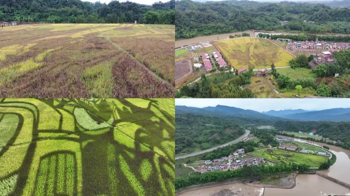 眉山市洪雅县稻香湾稻田艺术航拍视频素材