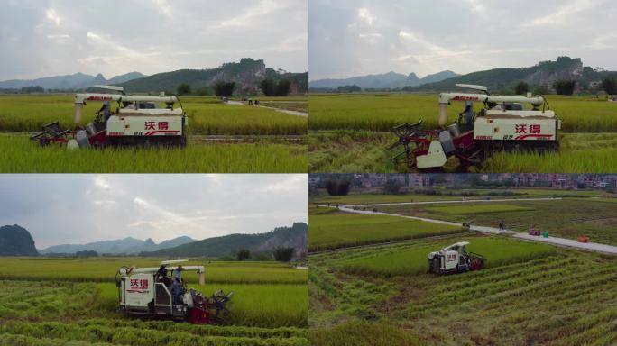 机械化收割稻谷2