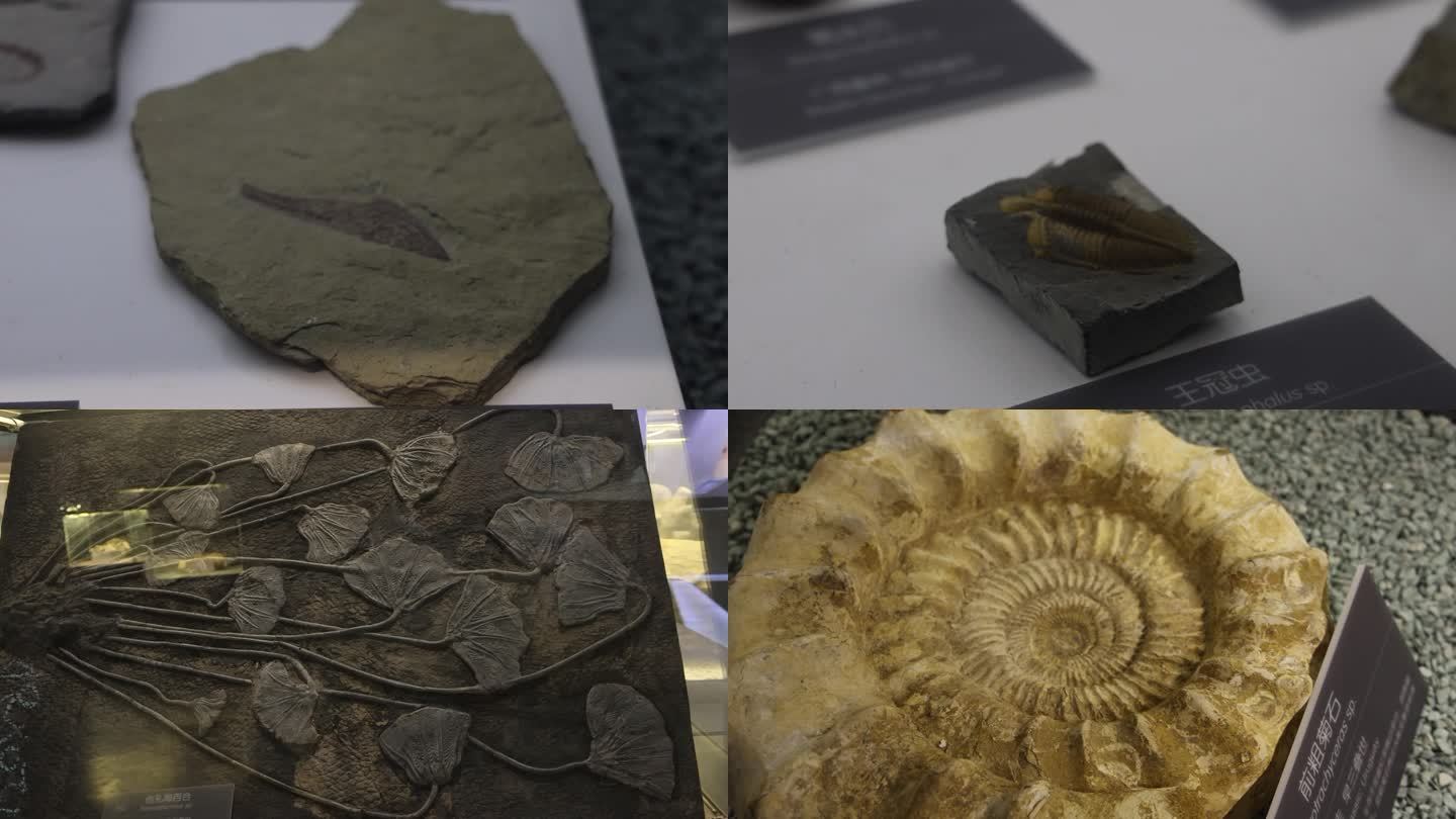 海洋化石 早三叠世 前粗菊石 海百合