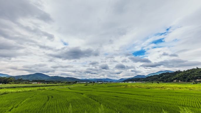 稻田 珲春市 田野 朝鲜族