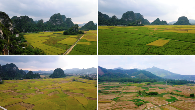 美丽唯美稻田农田航拍一组
