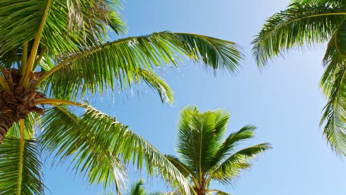 加勒比海海滩椰子树的低角度视图