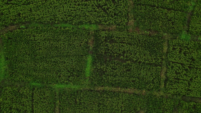 甘蔗种植基地15