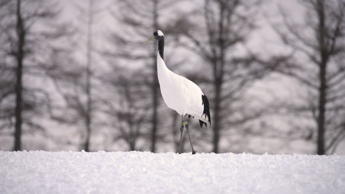 日本北海道东部冬季的Kushiro丹顶鹤