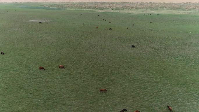 牛在悠闲地吃草