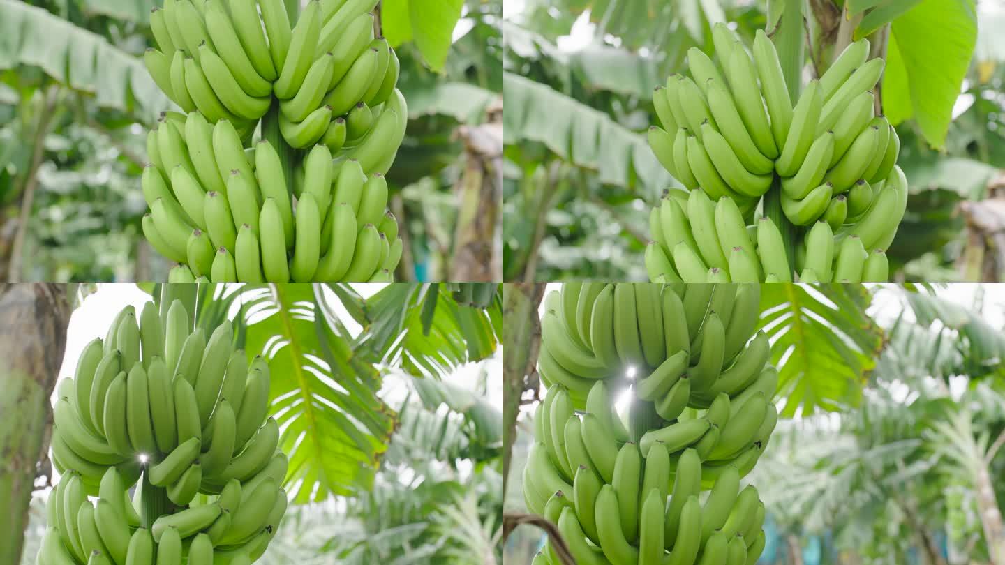 香蕉粉蕉种植基地4