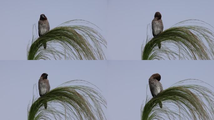 斑文鸟梳理羽毛