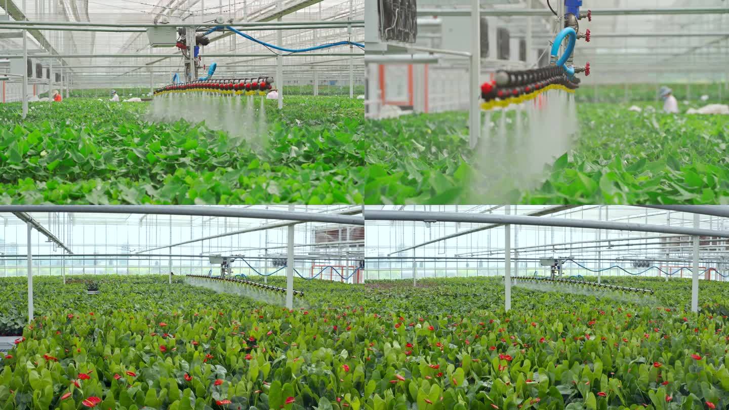 【4K】智能温室大棚自动化灌溉喷淋