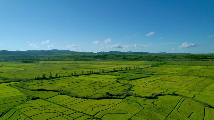 稻谷种植场鸟瞰图新农村建设农村发展美丽乡