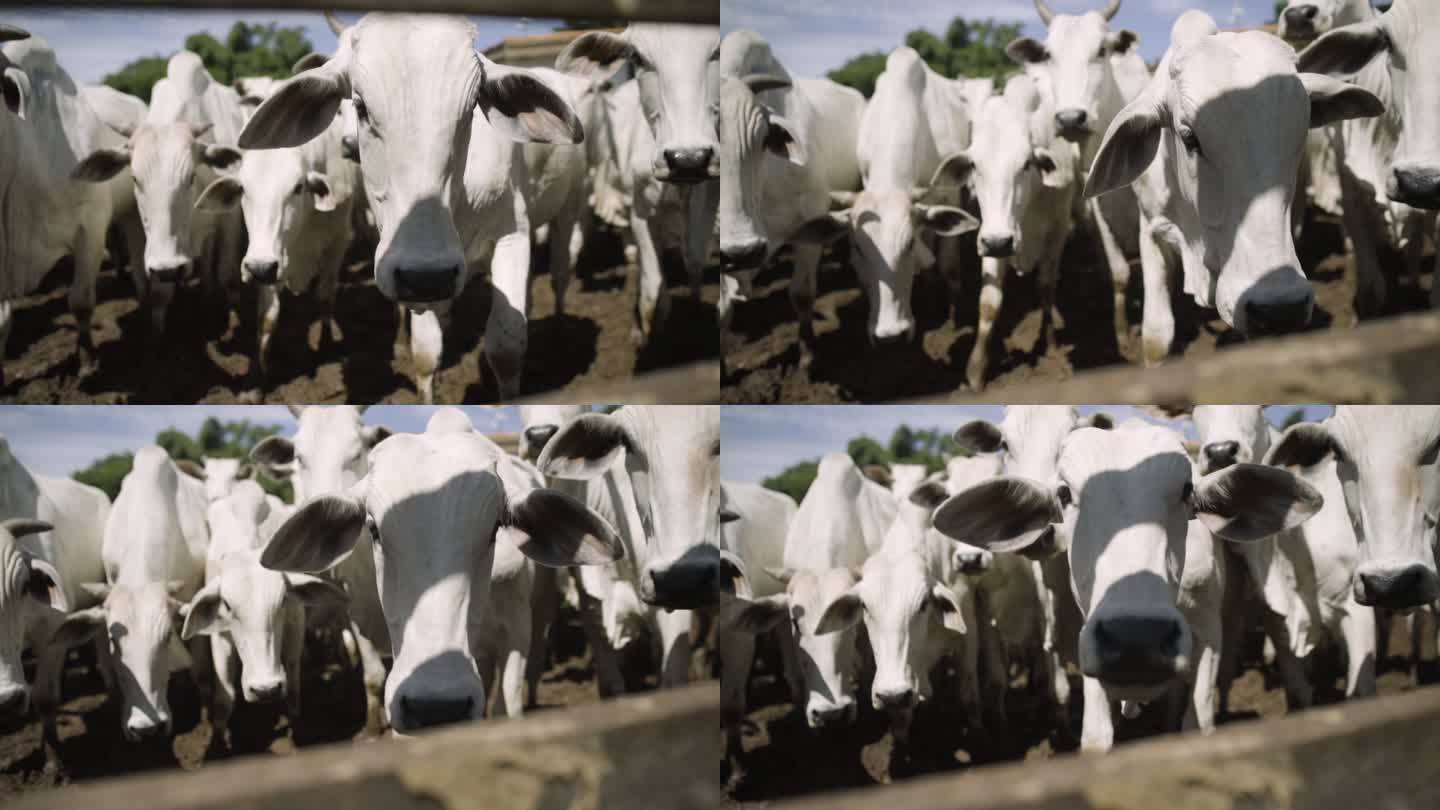 巴西马托格罗索放牧牛群视图