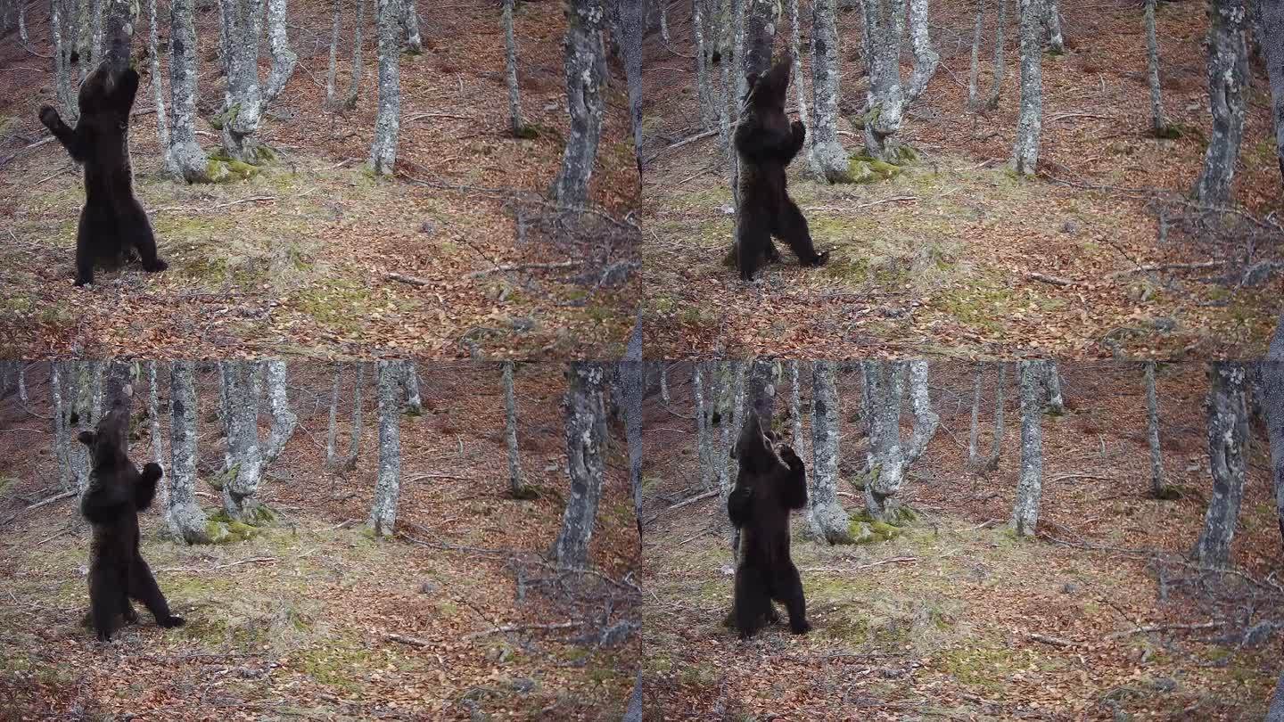 一只熊在树干上摩擦的轨迹摄像机镜头