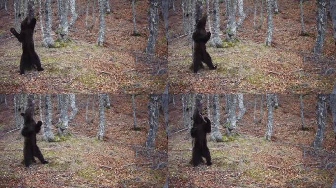 一只熊在树干上摩擦的轨迹摄像机镜头