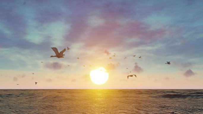海鸥 日落 夕阳