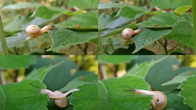 爬行的蜗牛努力向前宁静的大自然空镜头