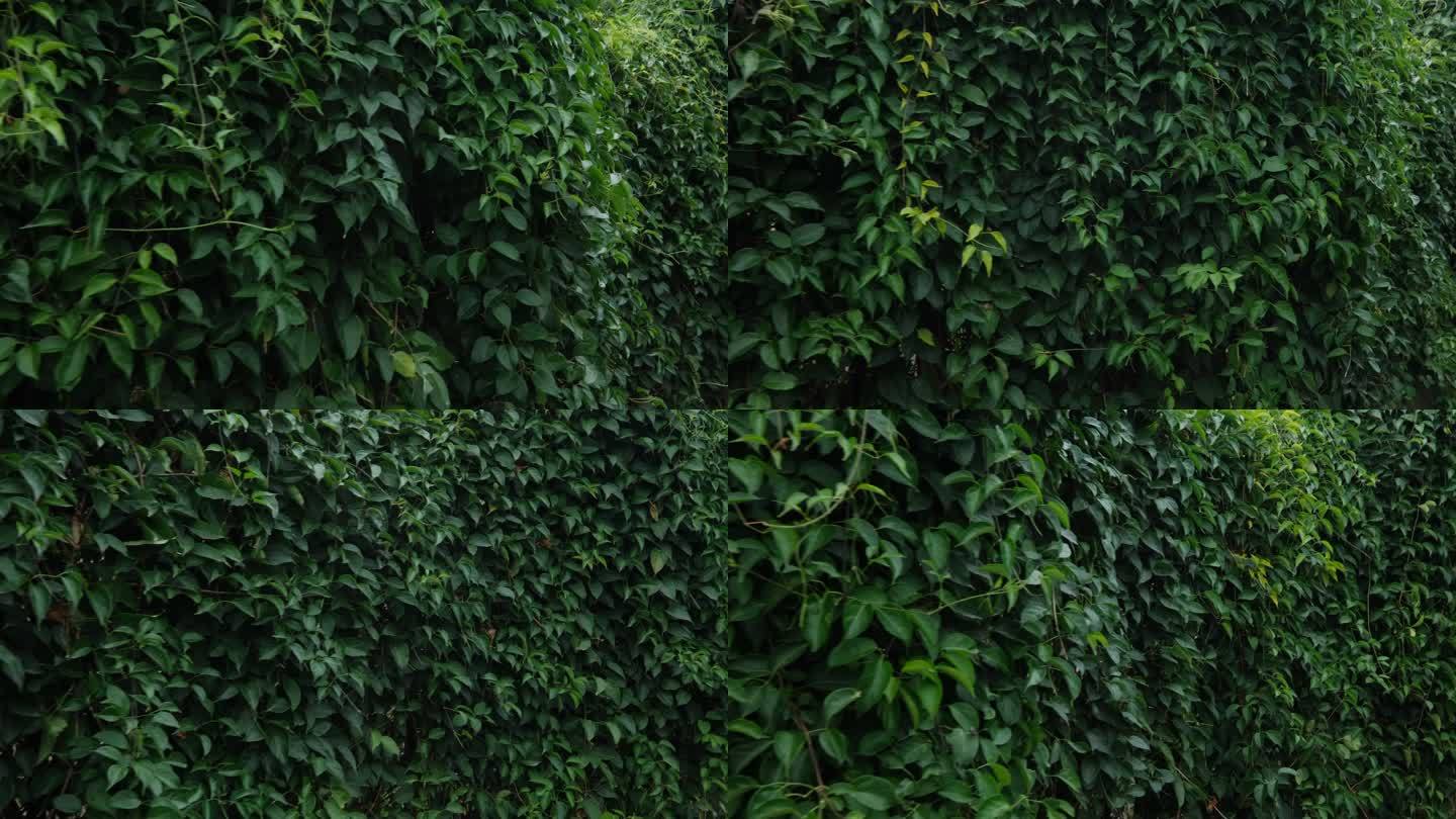 长满树叶绿叶的围墙