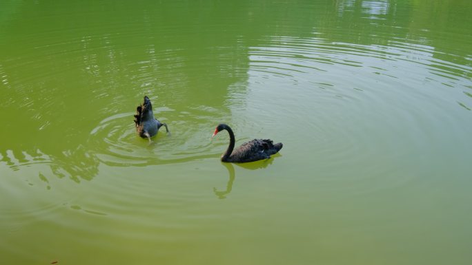 湖面上的黑天鹅正在觅食