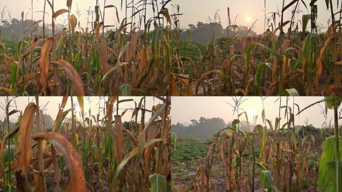 野花野草 夕阳 朝阳 清晨阳光树叶