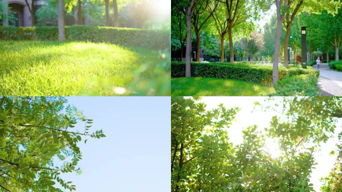 逆光空境绿树草地小区环境夏季素材小区绿化