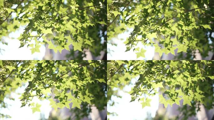 高档小区绿化逆光唯美空境素材树叶逆光