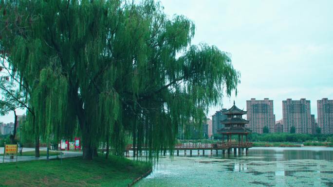 秋雨公园湖边柳树小路