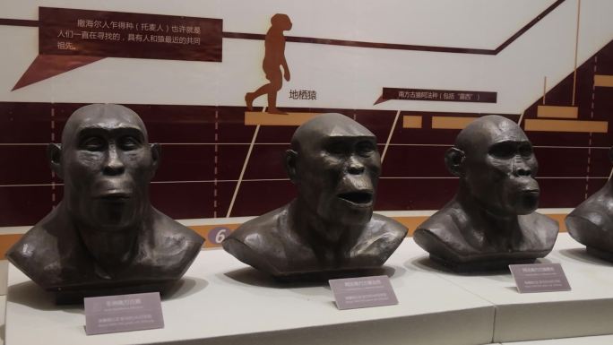 人类进化 猿人 古猿 直立人