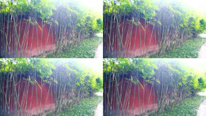 红色围墙外竹林