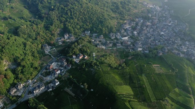 杭州中泰茶园 中泰街道