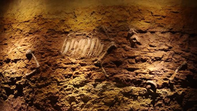 化石层 动物骨骸 化石 骨头