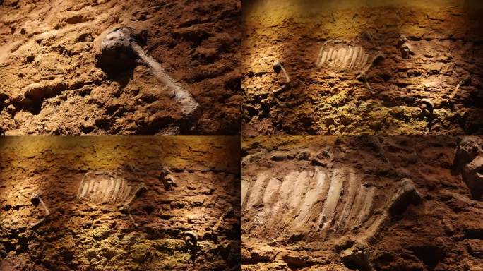化石层 动物骨骸 化石 骨头