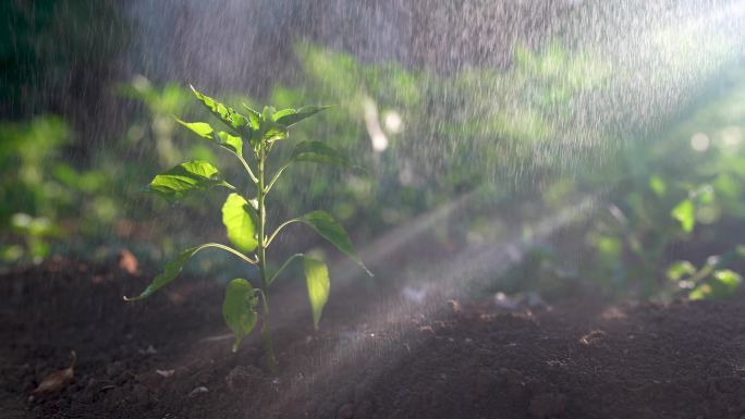 近距离浇灌温室里的幼苗，日出时浇灌植物