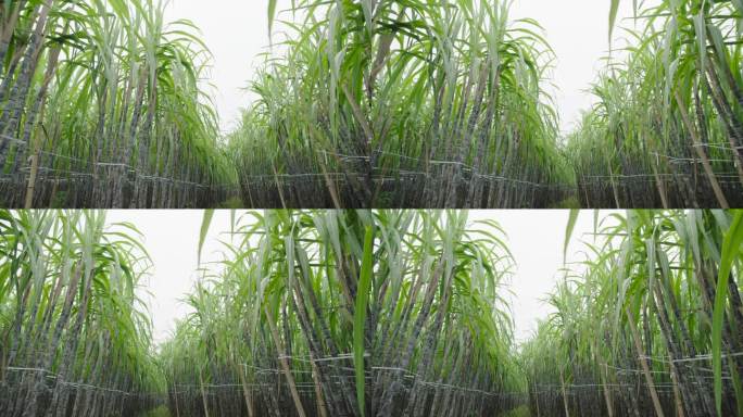 甘蔗种植基地3