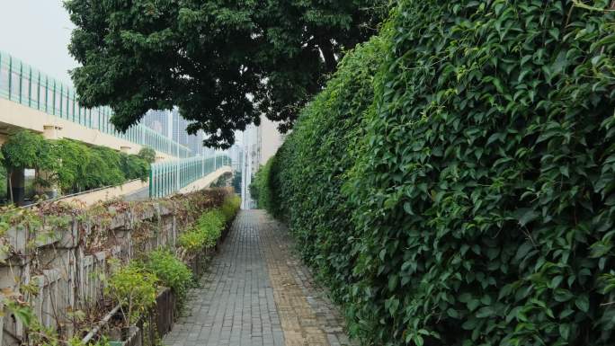 长满树叶绿叶的围墙