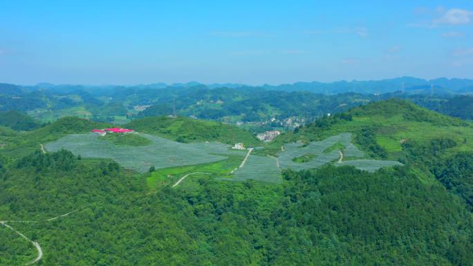 猕猴桃种植基地