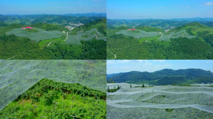 猕猴桃种植基地