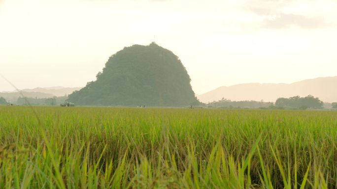 机械化收割稻谷唯美稻田