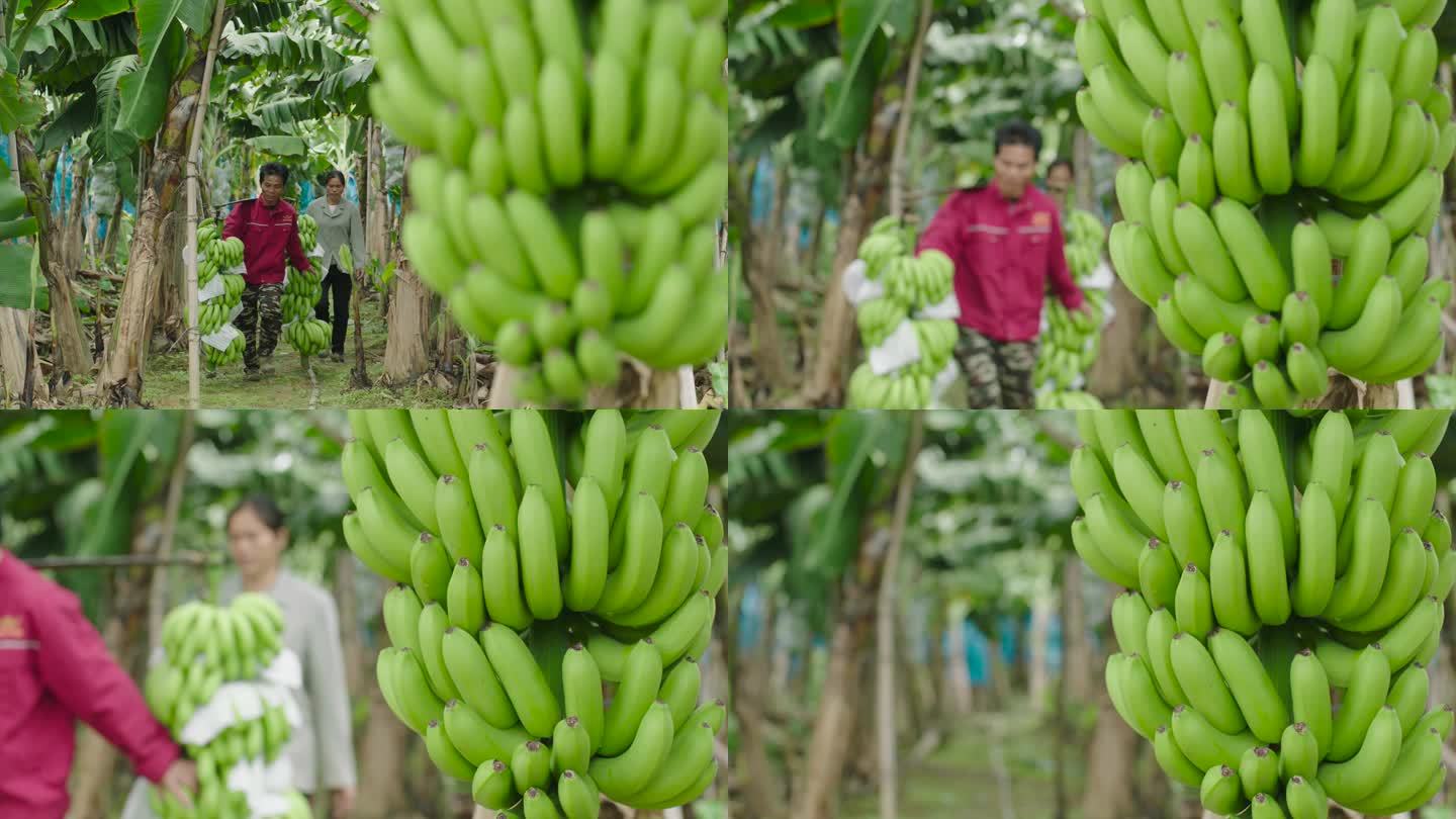 香蕉粉蕉种植基地3