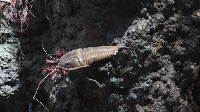 古海洋生物 仿真海底 古生物 生物进化